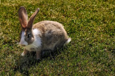 Baharda yeşil çimlerin üzerinde doğal arka planı olan sevimli küçük bir tavşan.