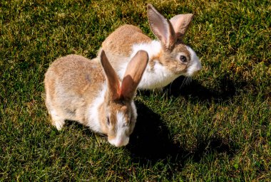 Baharda yeşil çimlerin üzerinde doğal arka planı olan sevimli küçük bir tavşan.