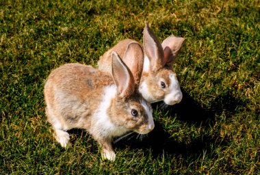 Baharda yeşil çimlerin üzerinde doğal arka planı olan sevimli küçük bir tavşan.