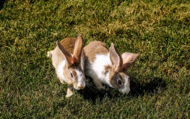Baharda yeşil çimlerin üzerinde doğal arka planı olan sevimli küçük bir tavşan.