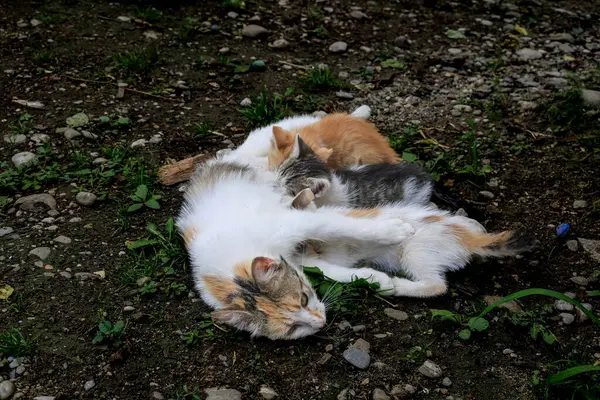 Kedi yavrularını emziriyor. Anne kedi kedisine sevgiyle sarılıyor.