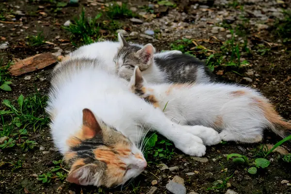 Kedi yavrularını emziriyor. Anne kedi kedisine sevgiyle sarılıyor.