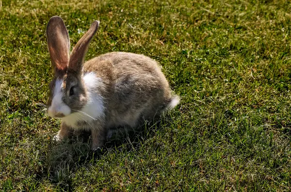 Baharda yeşil çimlerin üzerinde doğal arka planı olan sevimli küçük bir tavşan.
