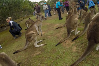 Turistler Port Arthur, Tazmanya 'da kanguruları okşayıp besliyor