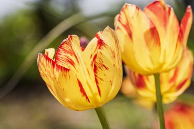 İlkbahar ve yaz doğa sahnesi çiçek açan lalelerle
