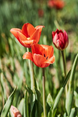 İlkbahar ve yaz doğa sahnesi çiçek açan lalelerle