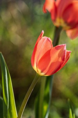 İlkbahar ve yaz doğa sahnesi çiçek açan lalelerle