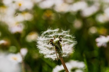 Bahar ve yaz doğa sahnesi çiçek açan taraxacum, yaygın olarak karahindiba olarak bilinir.