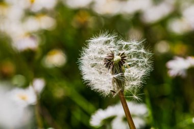 Bahar ve yaz doğa sahnesi çiçek açan taraxacum, yaygın olarak karahindiba olarak bilinir.