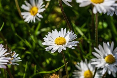 Bahar ve yaz doğa sahnesi çiçek açan bellis perennis, yaygın olarak beyaz papatya olarak bilinir.