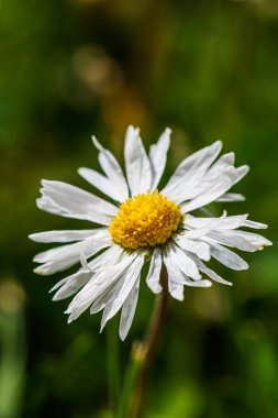 Bahar ve yaz doğa sahnesi çiçek açan bellis perennis, yaygın olarak beyaz papatya olarak bilinir.