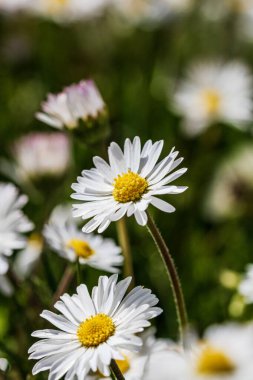 Bahar ve yaz doğa sahnesi çiçek açan bellis perennis, yaygın olarak beyaz papatya olarak bilinir.