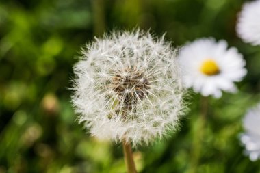 Bahar ve yaz doğa sahnesi çiçek açan taraxacum, yaygın olarak karahindiba olarak bilinir.