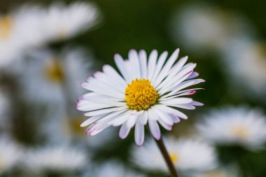 Bahar ve yaz doğa sahnesi çiçek açan bellis perennis, yaygın olarak beyaz papatya olarak bilinir.