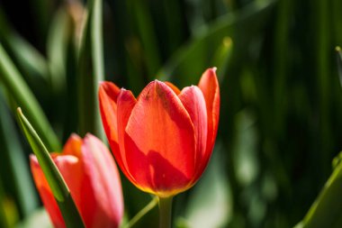 İlkbahar ve yaz doğa sahnesi çiçek açan lalelerle
