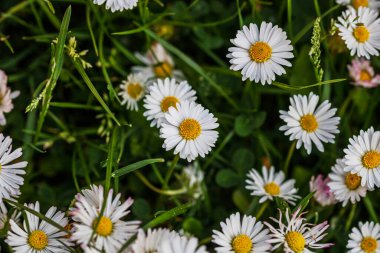 Bahar ve yaz doğa sahnesi çiçek açan bellis perennis, yaygın olarak beyaz papatya olarak bilinir.