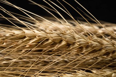 Buğday detayı. Fırın için mısır gevreği, un üretimi