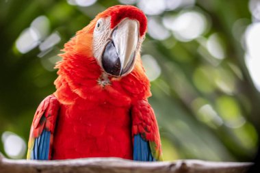 Kızıl papağan ayrıntıları, Kolombiya, Cartagena 'da bir kuş barınağında papağan.