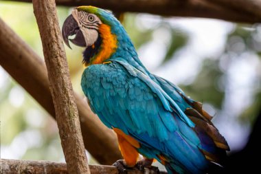 Mavi ve sarı papağan detayları, Kolombiya, Cartagena 'da bir kuş barınağında papağan.