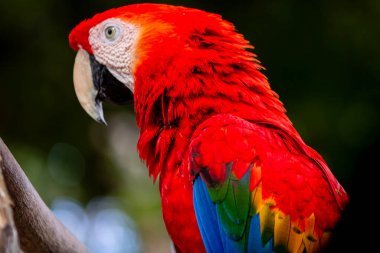 Kızıl papağan ayrıntıları, Kolombiya, Cartagena 'da bir kuş barınağında papağan.