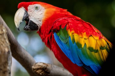 Kızıl papağan ayrıntıları, Kolombiya, Cartagena 'da bir kuş barınağında papağan.