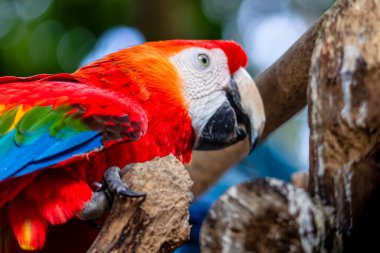 Kızıl papağan ayrıntıları, Kolombiya, Cartagena 'da bir kuş barınağında papağan.