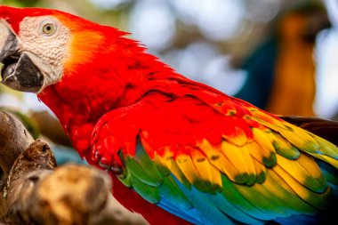 Kızıl papağan ayrıntıları, Kolombiya, Cartagena 'da bir kuş barınağında papağan.