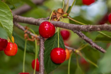 Kırmızı ve tatlı kiraz meyveleri. Olgun kirazların ayrıntıları