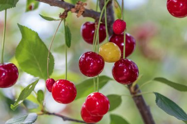 Kırmızı ve tatlı kiraz meyveleri. Olgun kirazların ayrıntıları