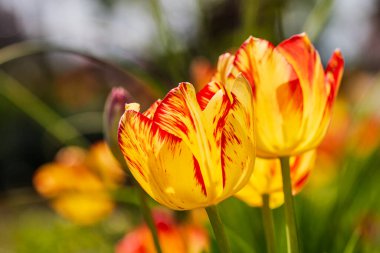 İlkbahar ve yaz doğa sahnesi çiçek açan lalelerle