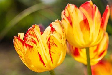İlkbahar ve yaz doğa sahnesi çiçek açan lalelerle