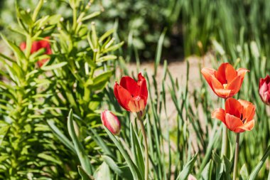 İlkbahar ve yaz doğa sahnesi çiçek açan lalelerle