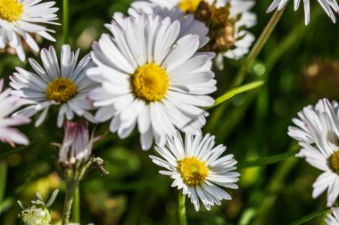 Bahar ve yaz doğa sahnesi çiçek açan bellis perennis, yaygın olarak beyaz papatya olarak bilinir.