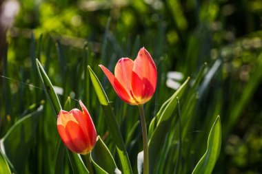 İlkbahar ve yaz doğa sahnesi çiçek açan lalelerle