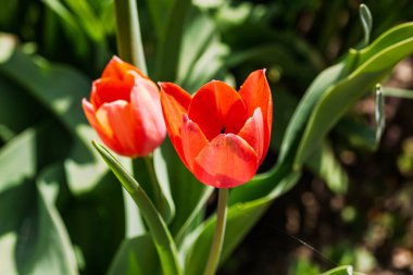 İlkbahar ve yaz doğa sahnesi çiçek açan lalelerle