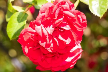 Bükreş Botanik Bahçesinde bahar renkleri