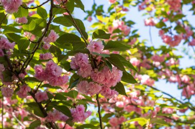 Bükreş Botanik Bahçesinde bahar renkleri