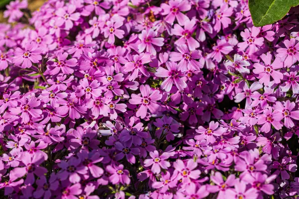 Bahar ve yaz doğa sahnesi çiçek açan feniks paniklemesi, yaygın olarak phlox çiçeği olarak bilinir