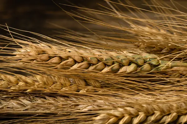 Buğday detayı. Fırın için mısır gevreği, un üretimi