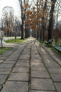 Bükreş şehir merkezindeki parktaki eski yeşil ağaçların manzarası