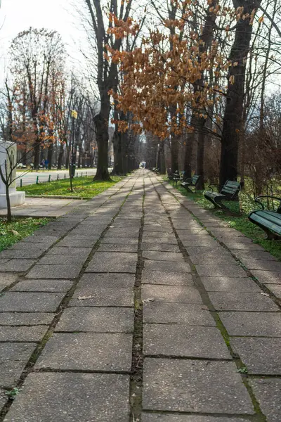 Bükreş şehir merkezindeki parktaki eski yeşil ağaçların manzarası