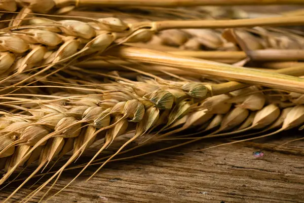 Buğday detayı. Fırın için mısır gevreği, un üretimi