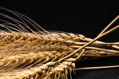 Buğday detayı. Fırın için mısır gevreği, un üretimi