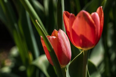 İlkbahar ve yaz doğa sahnesi çiçek açan lalelerle