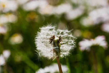 Bahar ve yaz doğa sahnesi çiçek açan taraxacum, yaygın olarak karahindiba olarak bilinir.