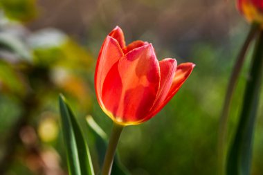İlkbahar ve yaz doğa sahnesi çiçek açan lalelerle