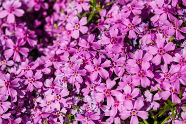 Bahar ve yaz doğa sahnesi çiçek açan feniks paniklemesi, yaygın olarak phlox çiçeği olarak bilinir