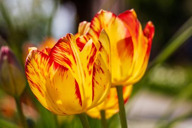 İlkbahar ve yaz doğa sahnesi çiçek açan lalelerle