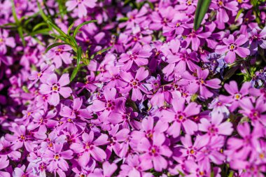 Bahar ve yaz doğa sahnesi çiçek açan feniks paniklemesi, yaygın olarak phlox çiçeği olarak bilinir