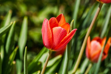 İlkbahar ve yaz doğa sahnesi çiçek açan lalelerle